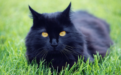 image for Debunked! 6 Common Myths about Cats
