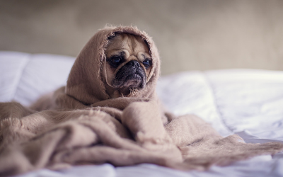 image for Canine Influenza Virus Update: The Situation in Canada and the United States