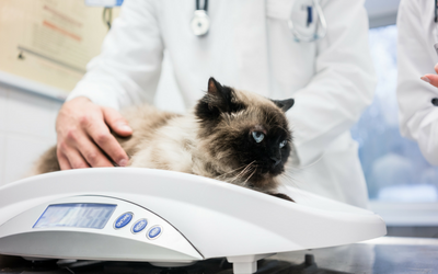 image for Take Your Cat to the Vet Day!